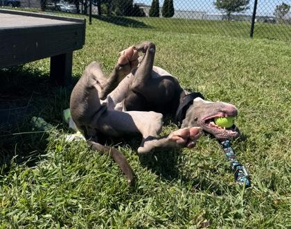Enlarge Monkey, a Adoptable Mixed Breed in West Chester, PA image 2/3