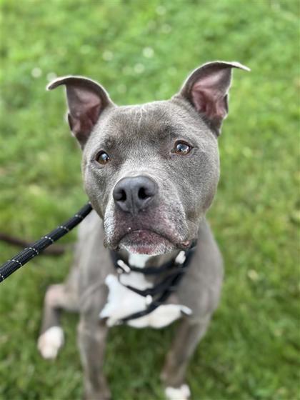 Monkey, a Adoptable Mixed Breed in West Chester, PA image 2/3