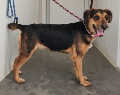 Enlarge Lexie, a ADOPTABLE mixed breed in Butte, MT image 1/1