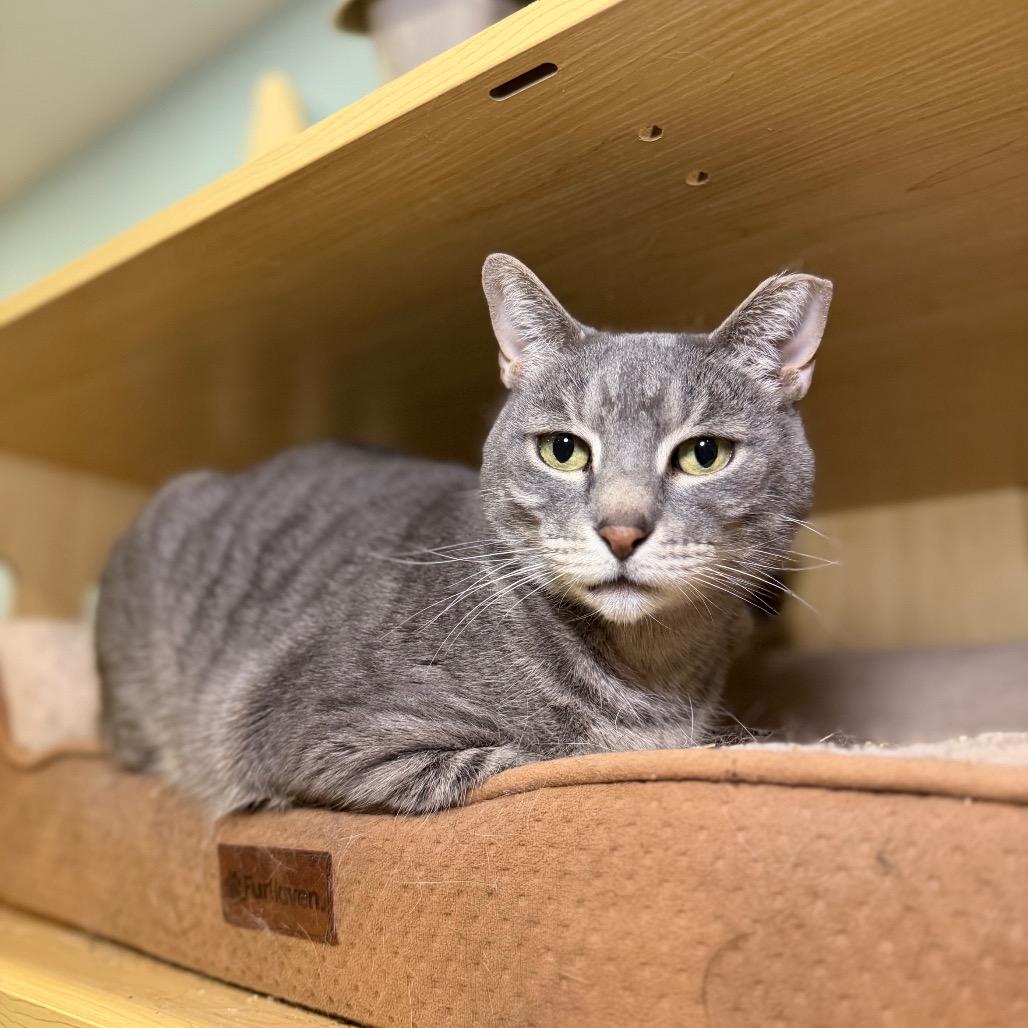 Perry 3, Adoptable, Young Male Domestic Short Hair.