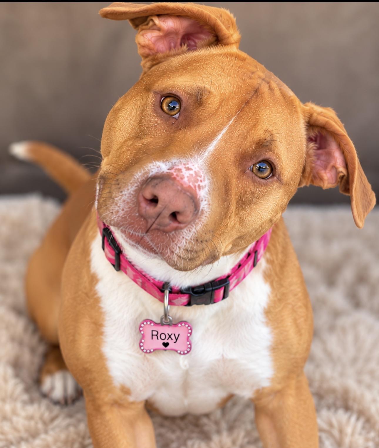 Enlarge Roxy, a Adoptable mixed breed in CUMMING, GA image 1/6