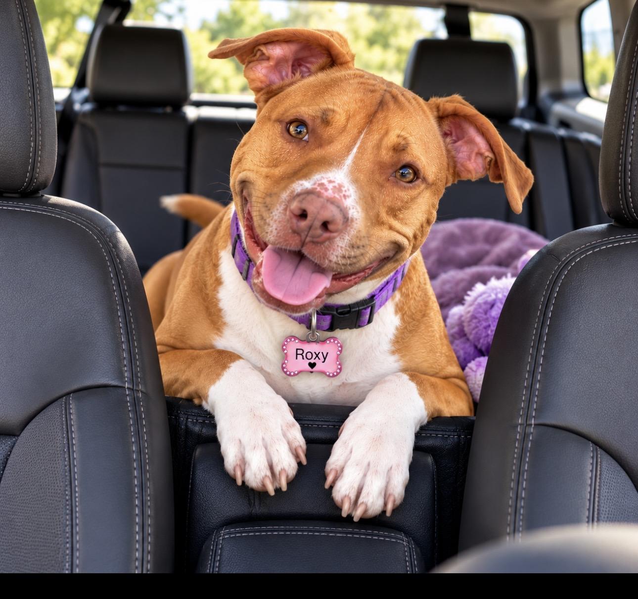 Enlarge Roxy, a Adoptable mixed breed in CUMMING, GA image 3/6