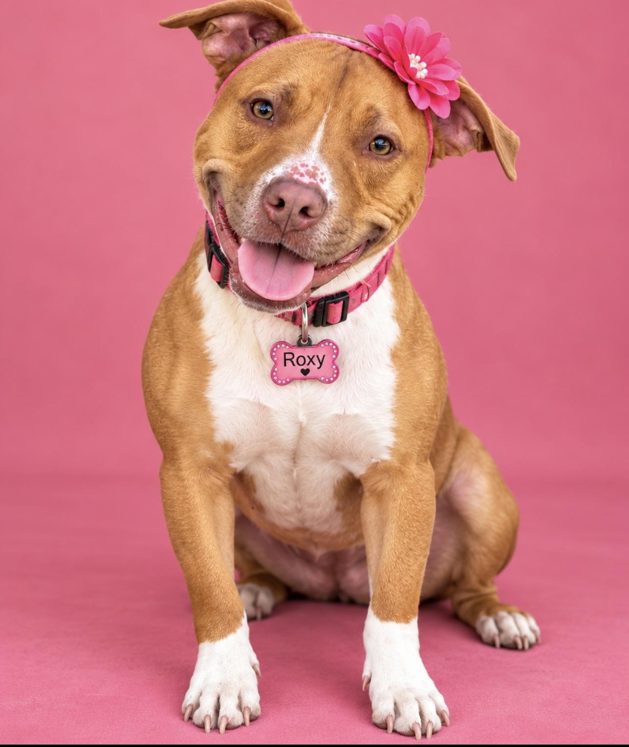 Enlarge Roxy, a Adoptable mixed breed in CUMMING, GA image 2/6