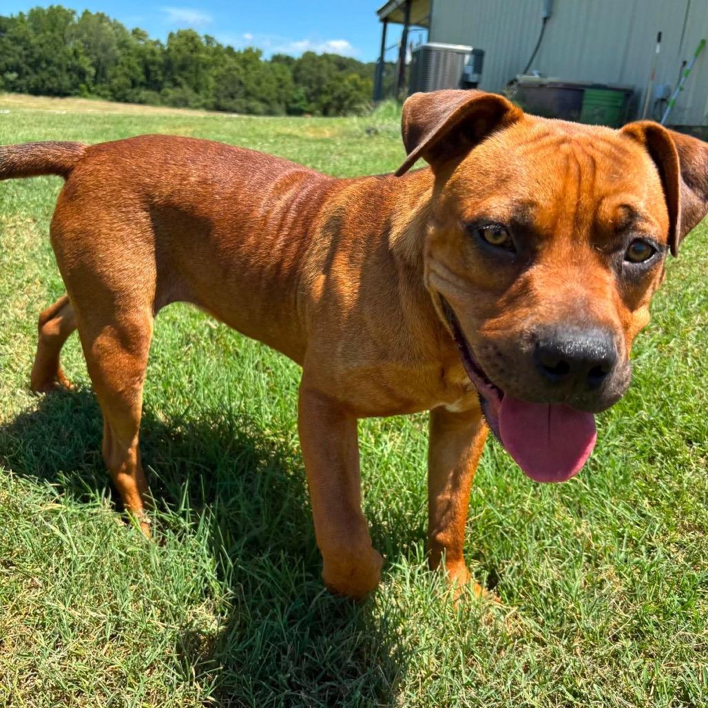 Enlarge Woodrow *, a Adoptable mixed breed in Hackett, AR image 1/6