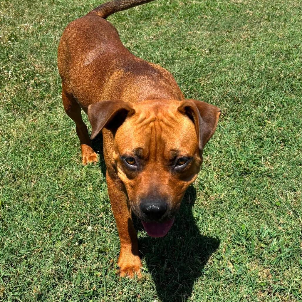 Enlarge Woodrow *, a Adoptable mixed breed in Hackett, AR image 2/6