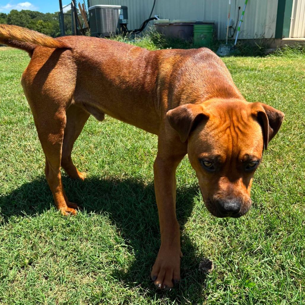 Enlarge Woodrow *, a Adoptable mixed breed in Hackett, AR image 3/6