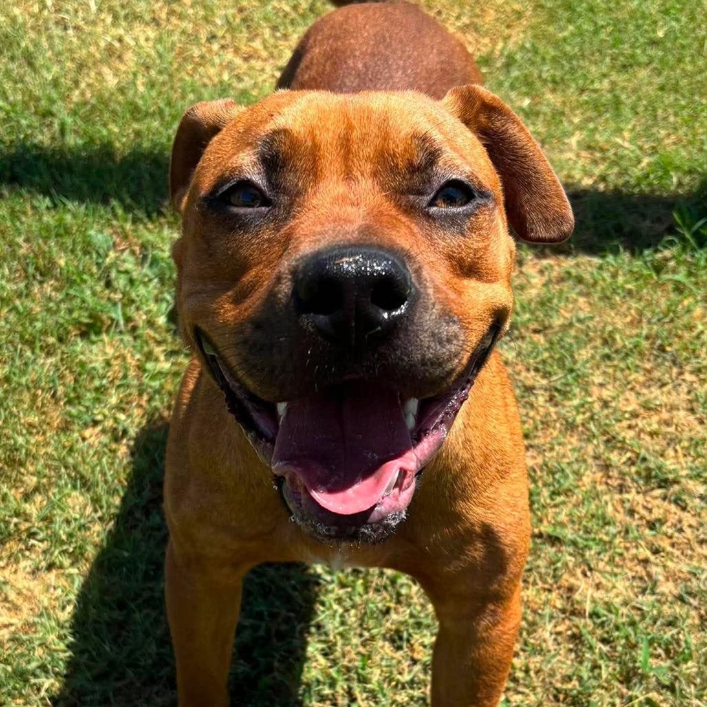 Enlarge Woodrow *, a Adoptable mixed breed in Hackett, AR image 4/6