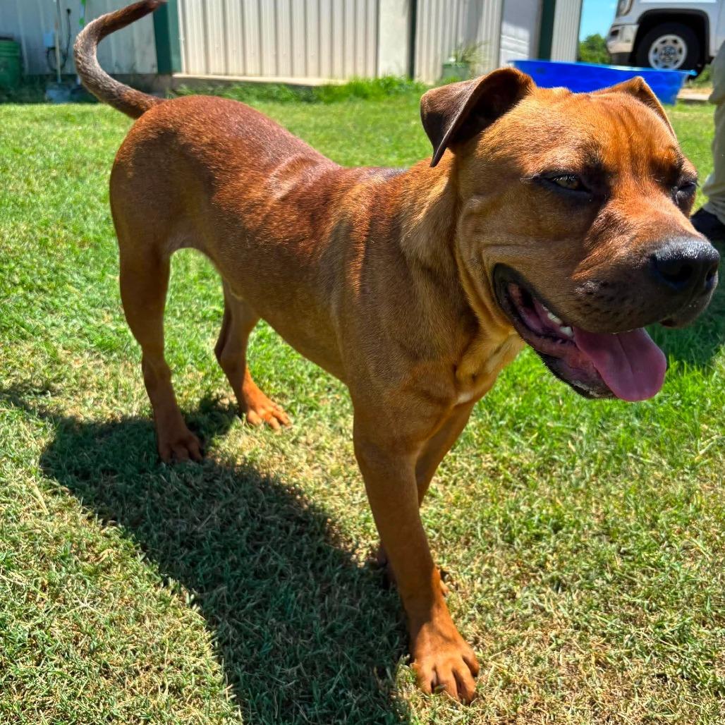 Enlarge Woodrow *, a Adoptable mixed breed in Hackett, AR image 5/6