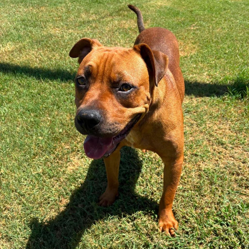 Enlarge Woodrow *, a Adoptable mixed breed in Hackett, AR image 6/6