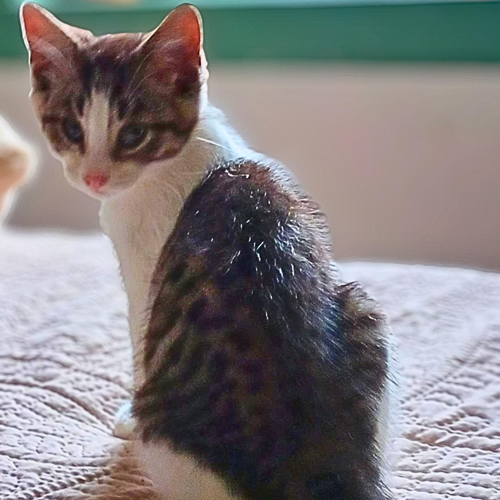 Enlarge Carl, a Adoptable Domestic Short Hair in Lemoyne, PA image 1/1