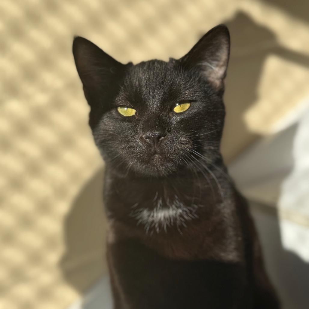 Little Black Cat, Adoptable, Young Male Domestic Short Hair.