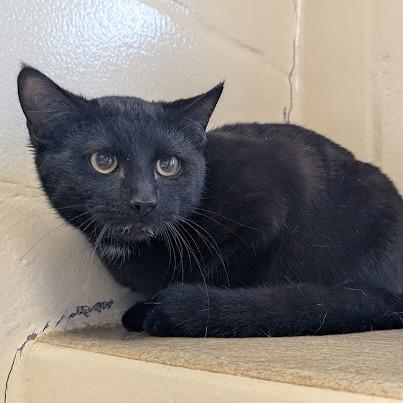 Enlarge Little Black Cat, a Adoptable Domestic Short Hair in Birdsboro, PA image 1/3