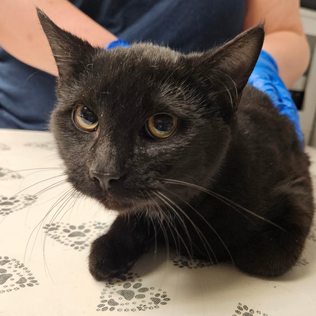 Enlarge Little Black Cat, a Adoptable Domestic Short Hair in Birdsboro, PA image 3/3