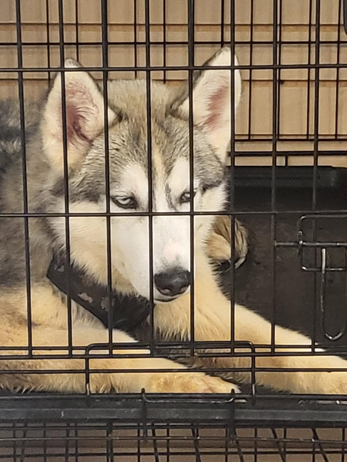 Podo, Adopted, Puppy Female Husky.