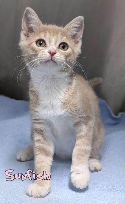 Sunfish, Adoptable, Kitten Female Domestic Short Hair & Domestic Short Hair.