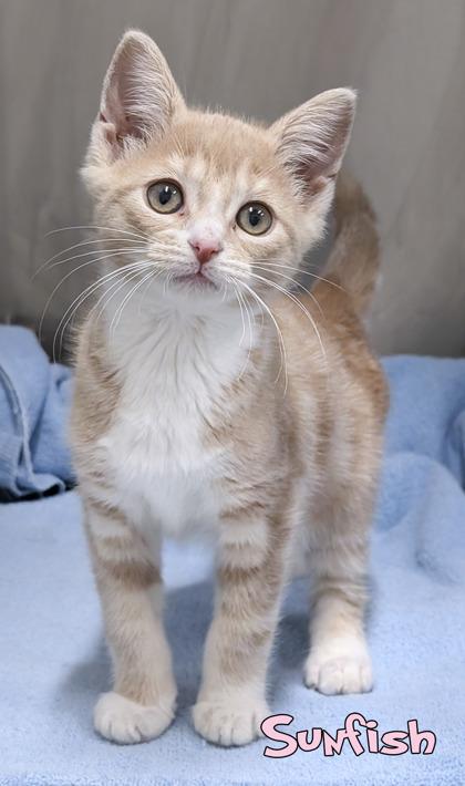 Enlarge Sunfish, a Adoptable mixed breed in Mason, MI image 2/2