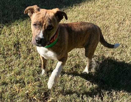 Enlarge Teeka, a Adoptable mixed breed in Moultrie, GA image 1/1