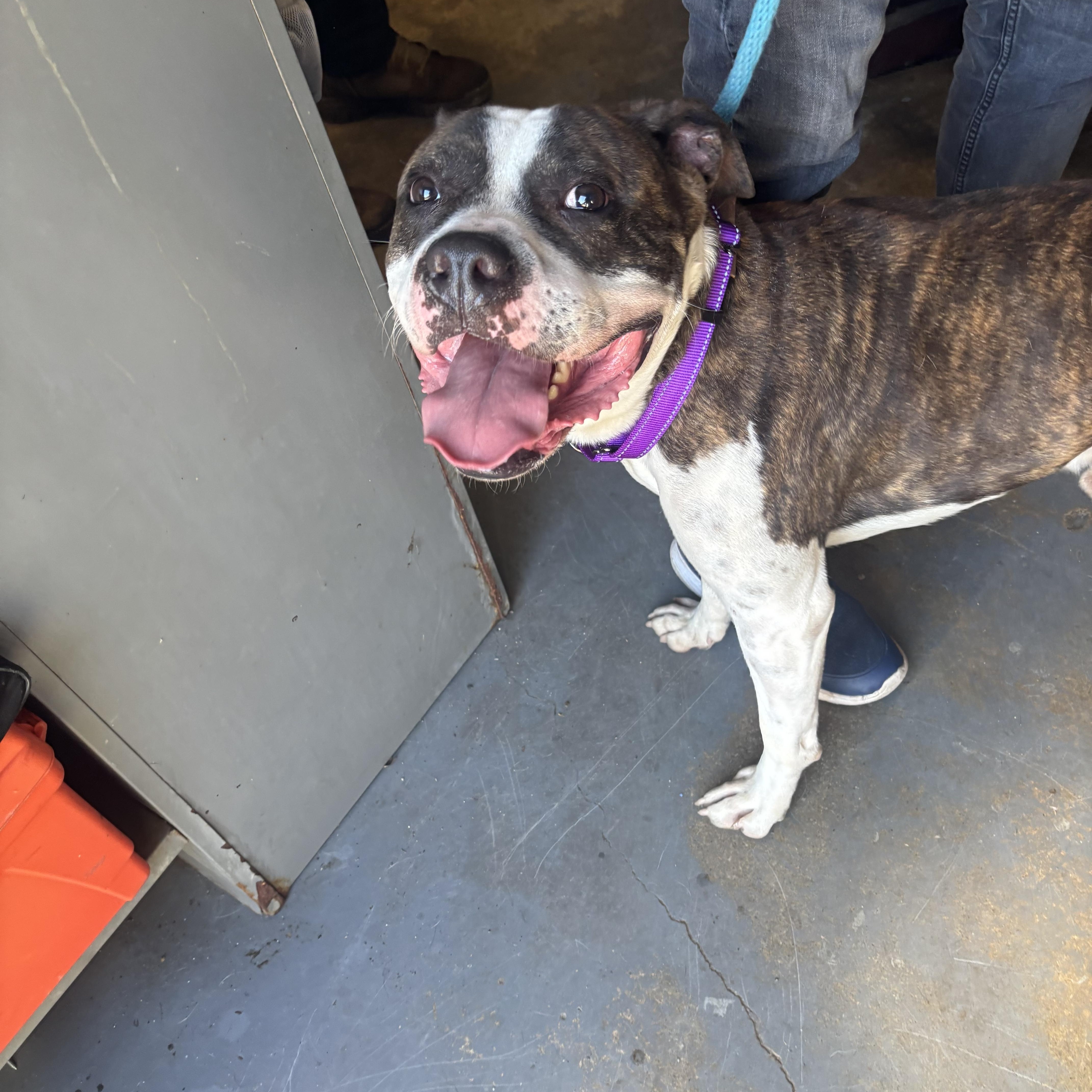 Enlarge Isaac, a Adoptable American Bully in East Orange, NJ image 1/4