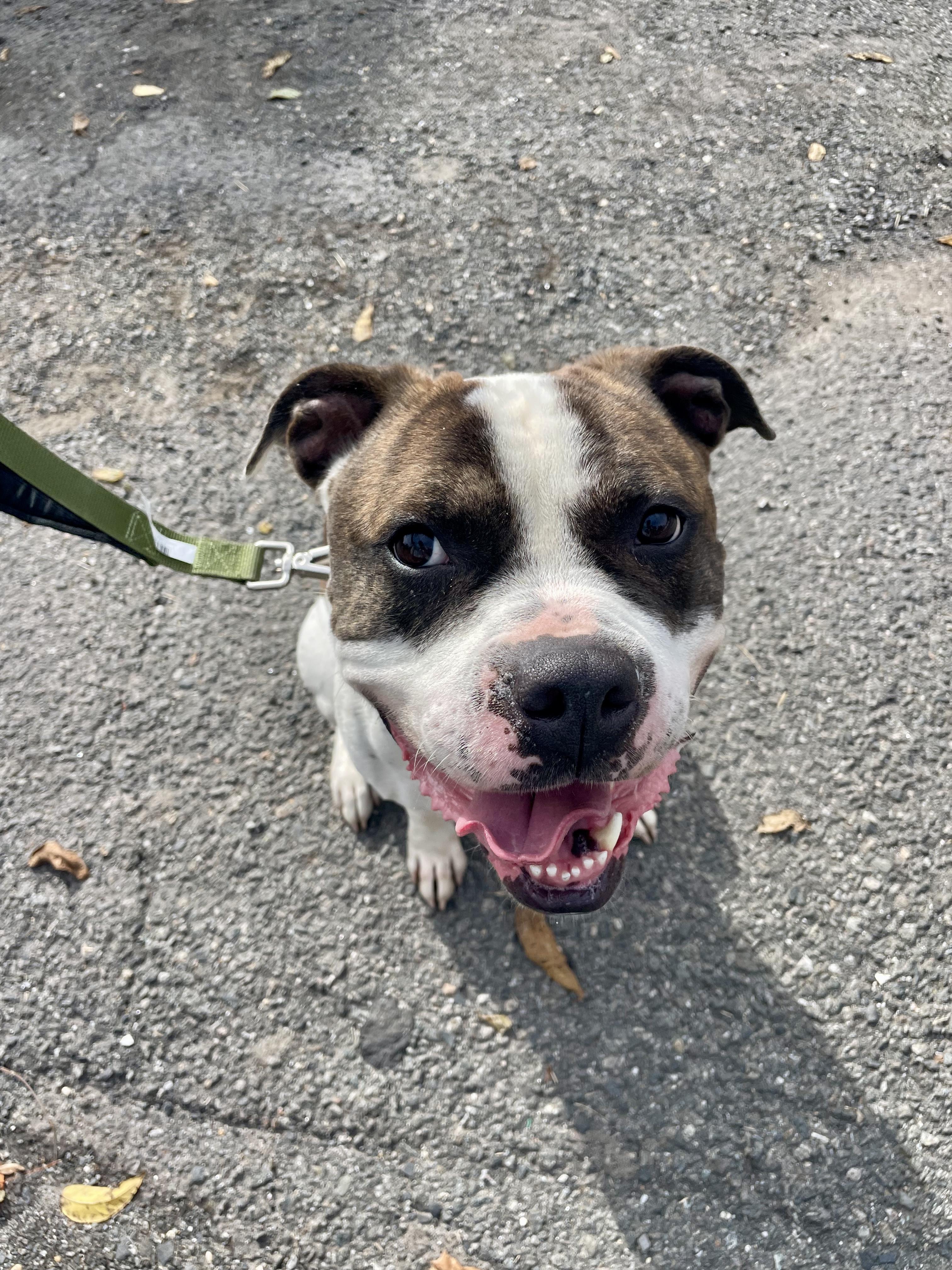 Isaac, Adoptable, Adult Male American Bully.