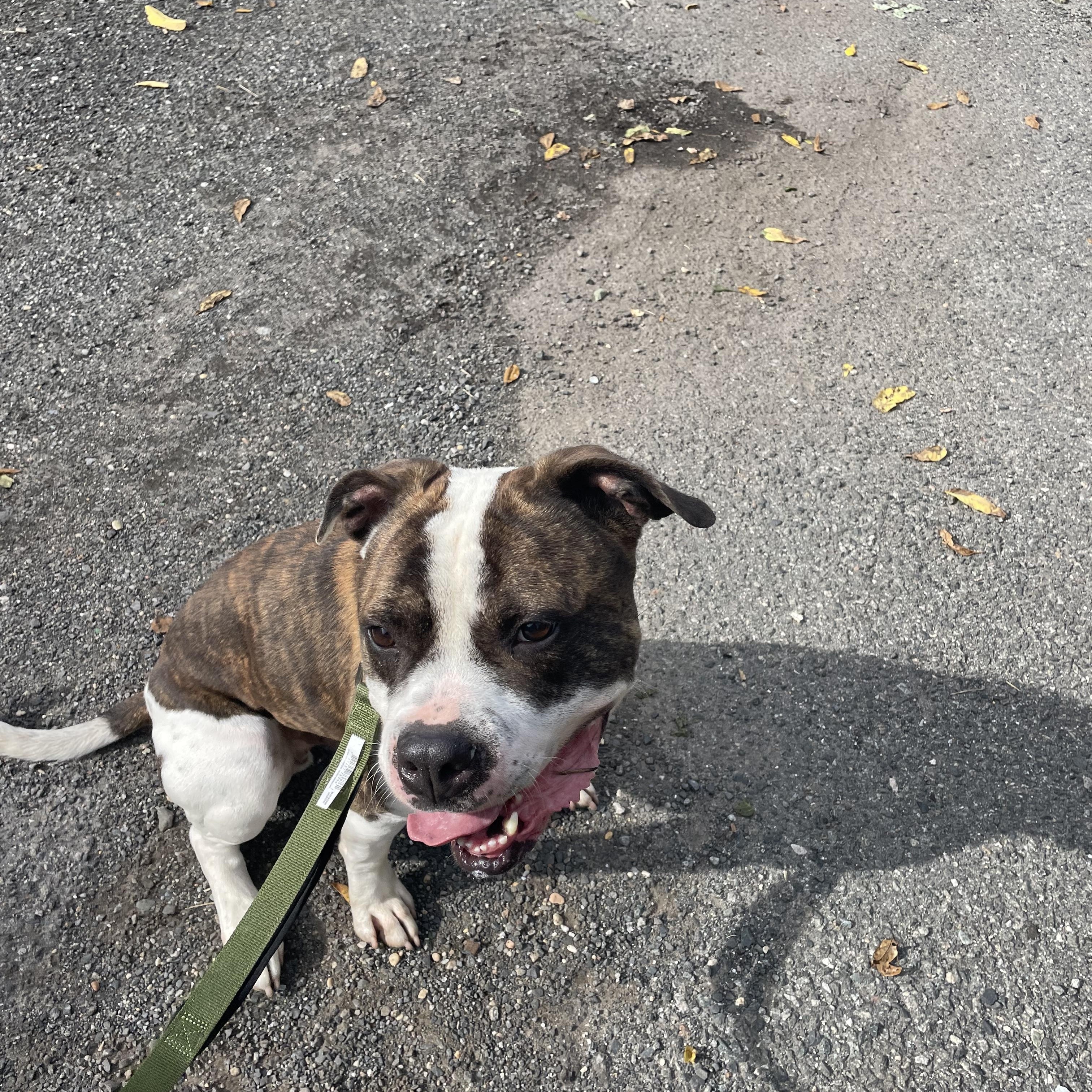 Enlarge Isaac, a Adoptable American Bully in East Orange, NJ image 4/4