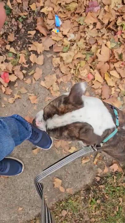 Enlarge Isaac, a Adoptable American Bully in East Orange, NJ video 5/5