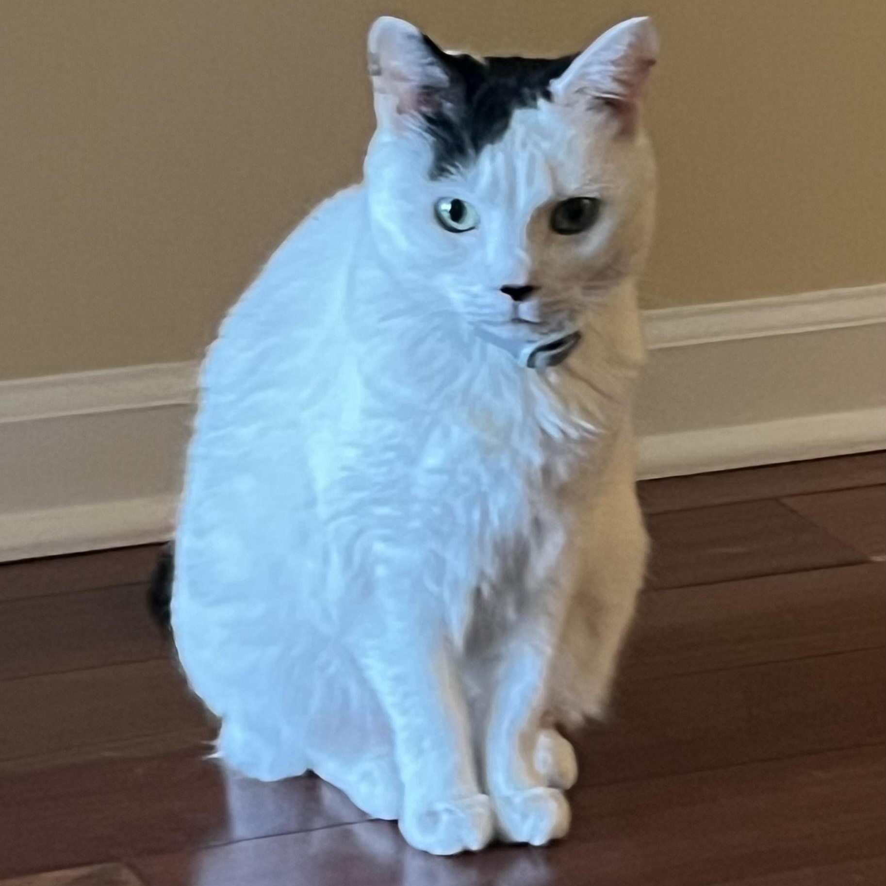 Beauty, a ADOPTABLE Domestic Short Hair in Closter, NJ image 3/3