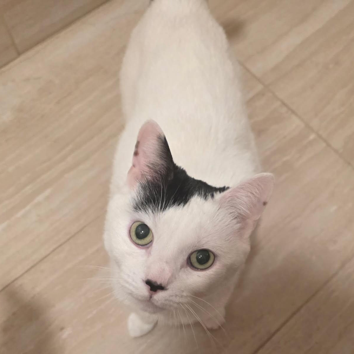 Beauty, ADOPTABLE, Adult Female Domestic Short Hair.