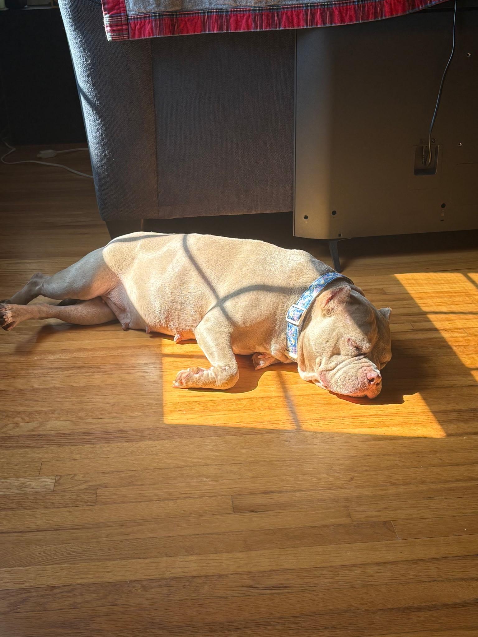 Enlarge Zara, a Adoptable Miniature Bull Terrier in Charlotte, NC image 4/6