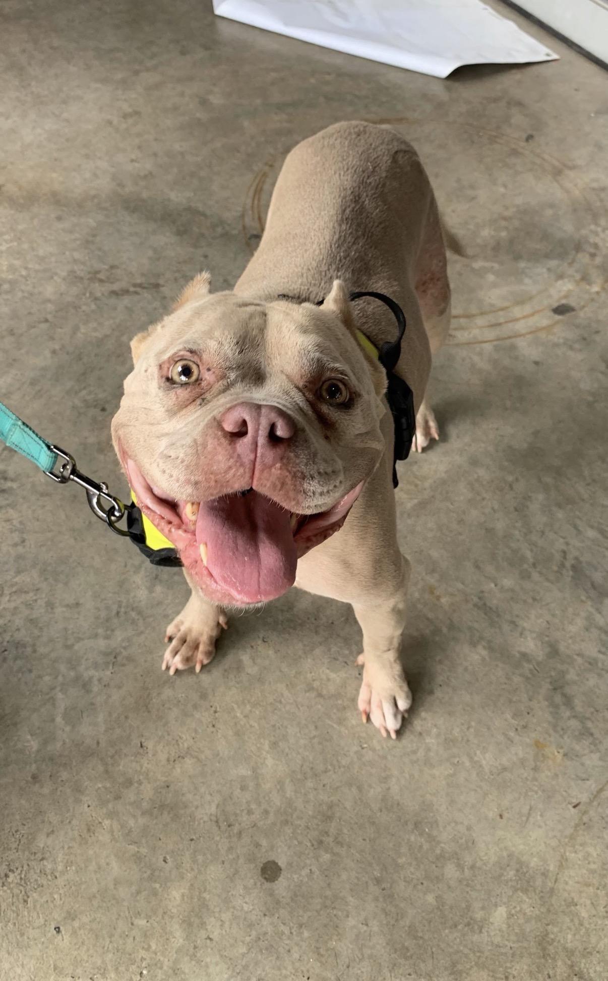 Zara, Adoptable, Adult Female Miniature Bull Terrier.