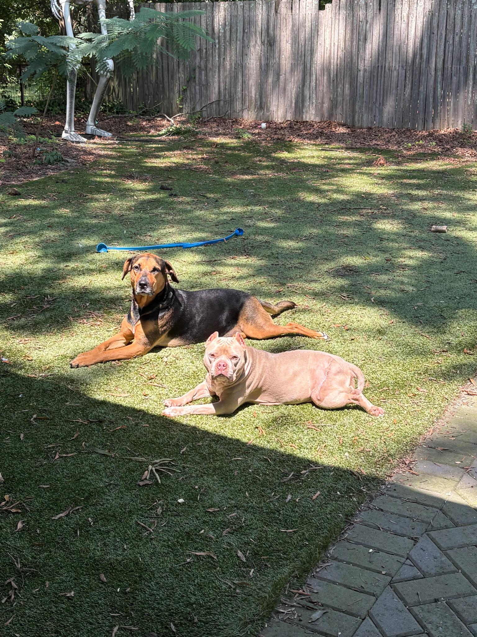 Enlarge Zara, a Adoptable Miniature Bull Terrier in Charlotte, NC image 3/6