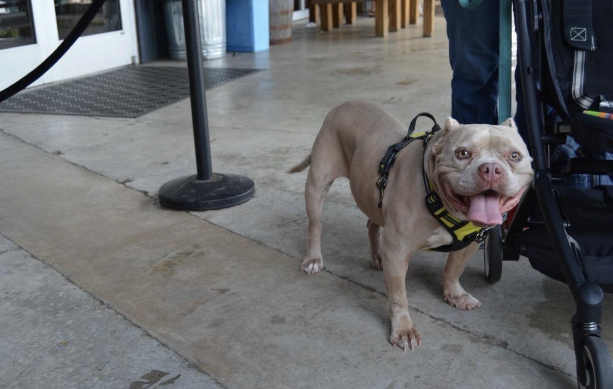 Enlarge Zara, a Adoptable Miniature Bull Terrier in Charlotte, NC image 2/6