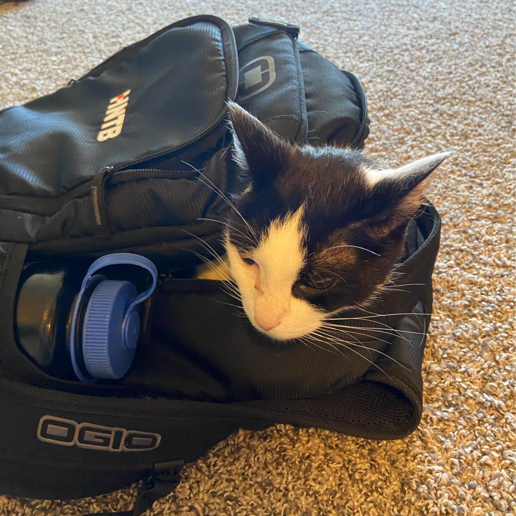 Enlarge Carl-Foster, a Adoptable mixed breed in Grand Rapids, MI image 1/6