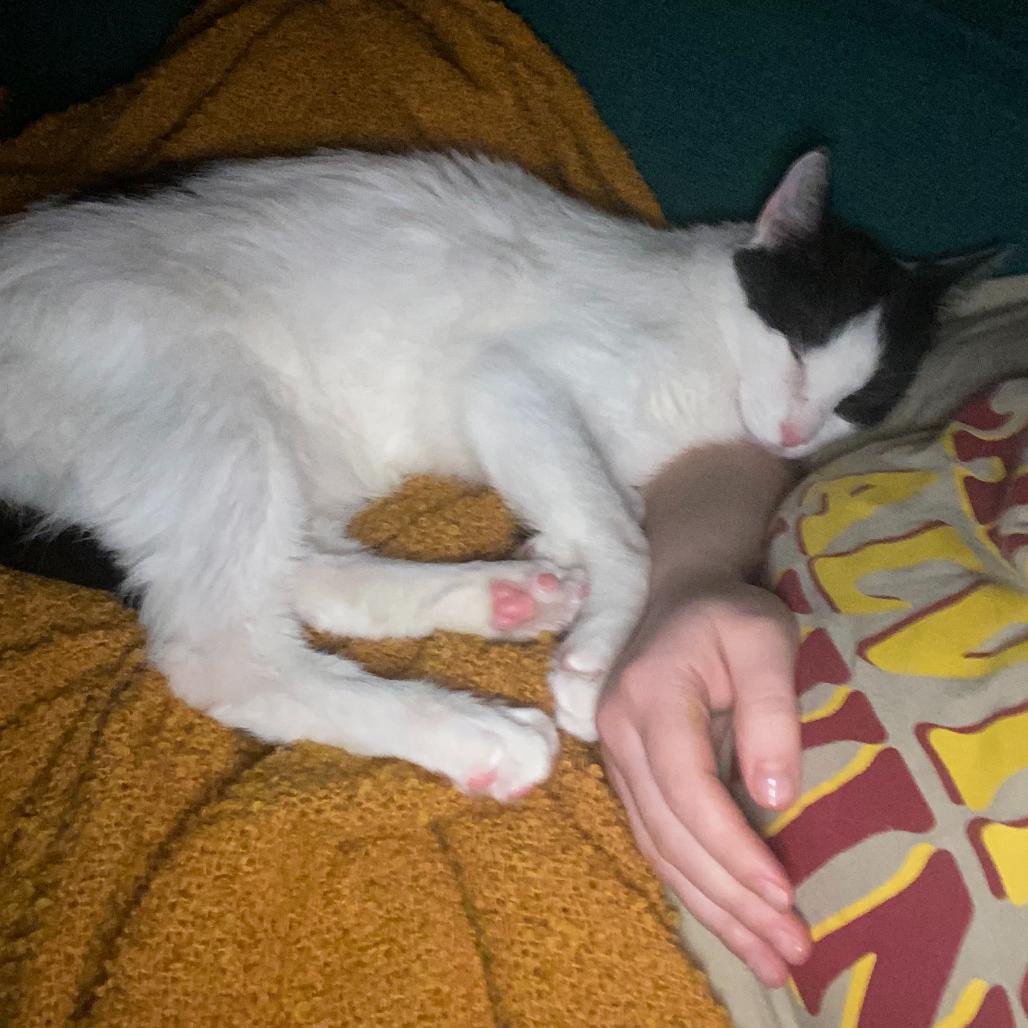 Enlarge Carl-Foster, a Adoptable mixed breed in Grand Rapids, MI image 2/6