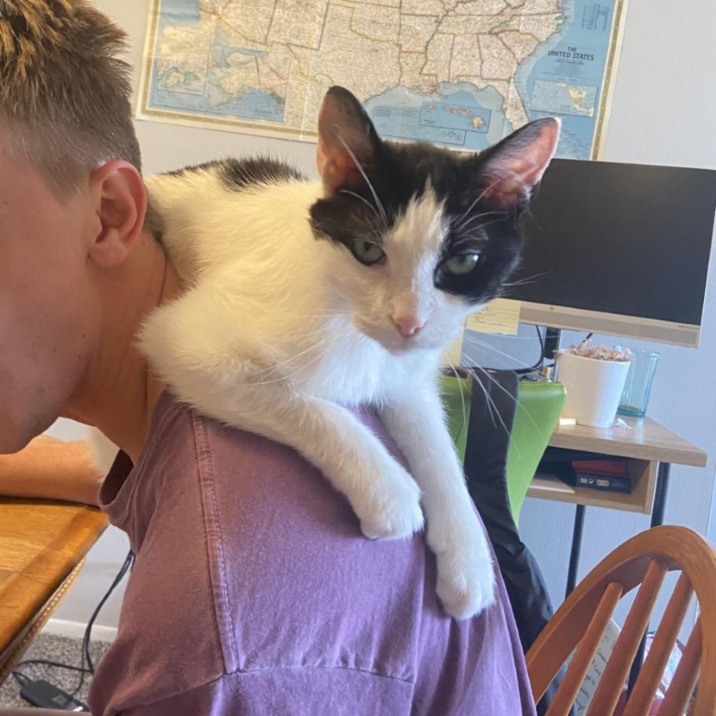 Carl-Foster, Adoptable, Senior Male Domestic Short Hair.