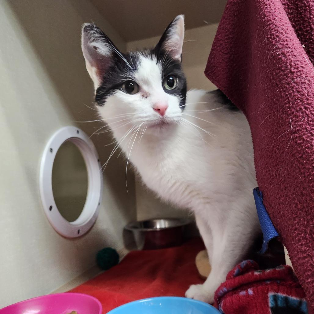 Enlarge Carl-Foster, a Adoptable mixed breed in Grand Rapids, MI image 2/3