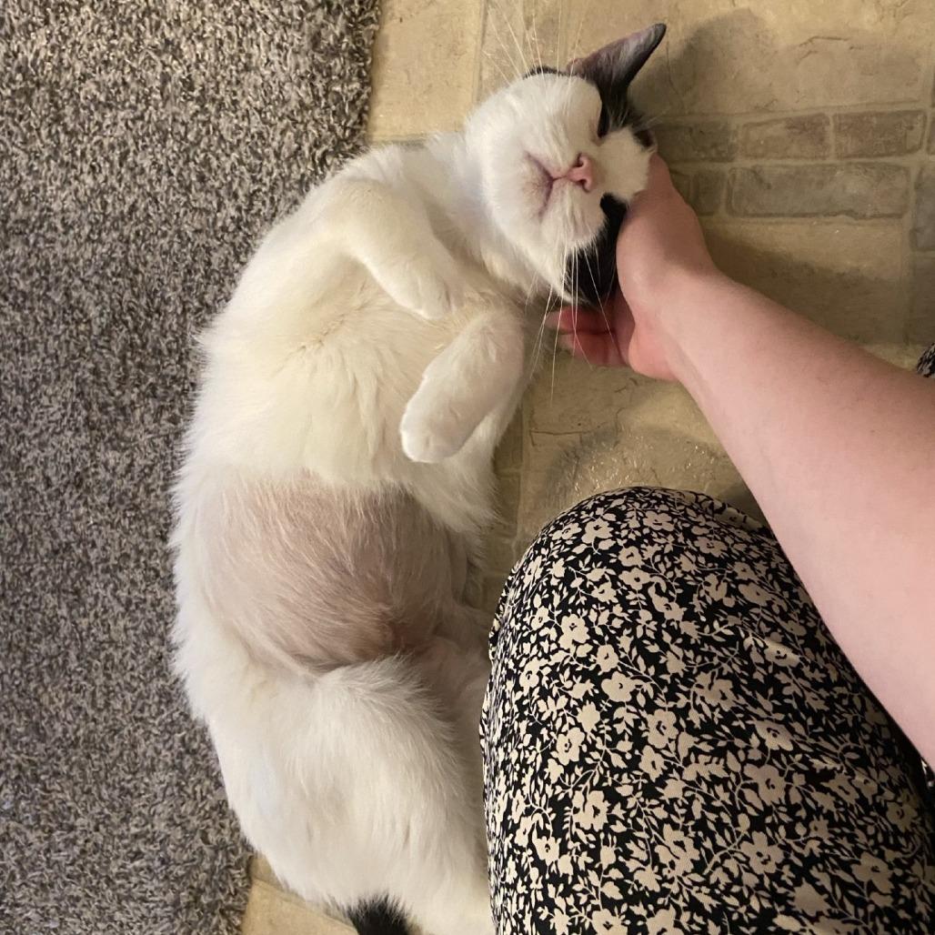 Enlarge Carl-Foster, a Adoptable mixed breed in Grand Rapids, MI image 3/3