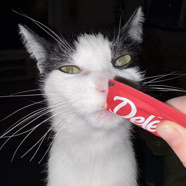 Enlarge Carl-Foster, a Adoptable mixed breed in Grand Rapids, MI image 6/6