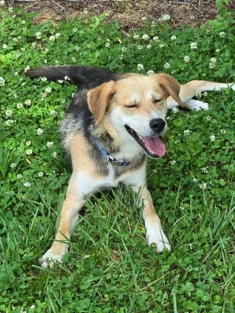 Eyore, a ADOPTABLE Mixed Breed in Point Pleasant, WV image 3/3