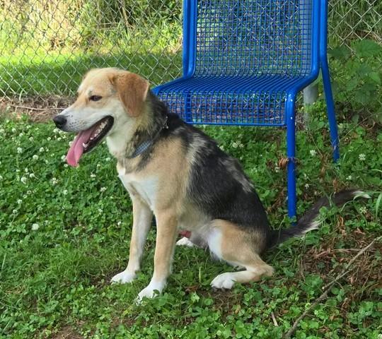 Eyore, a ADOPTABLE Mixed Breed in Point Pleasant, WV image 2/3