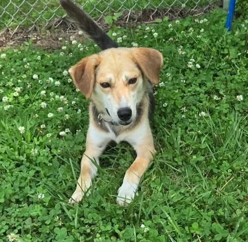 Eyore, a ADOPTABLE Mixed Breed in Point Pleasant, WV image 1/3