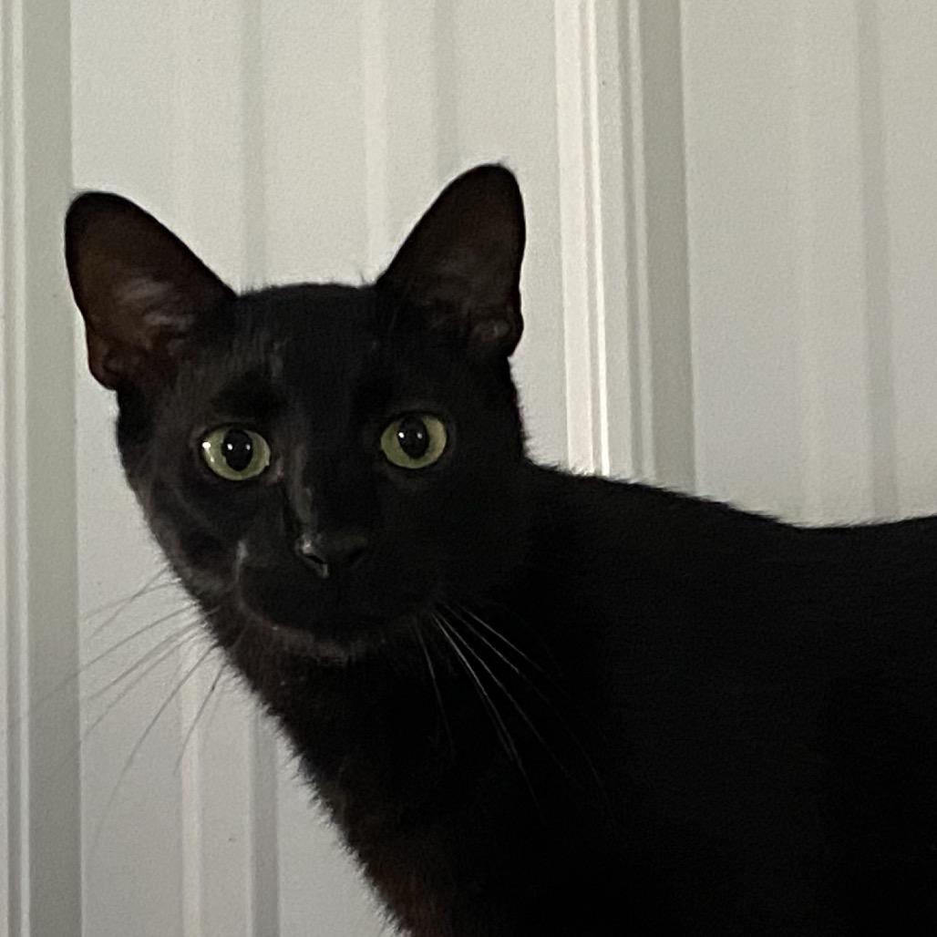 Banjo, Adoptable, Young Male Domestic Short Hair.