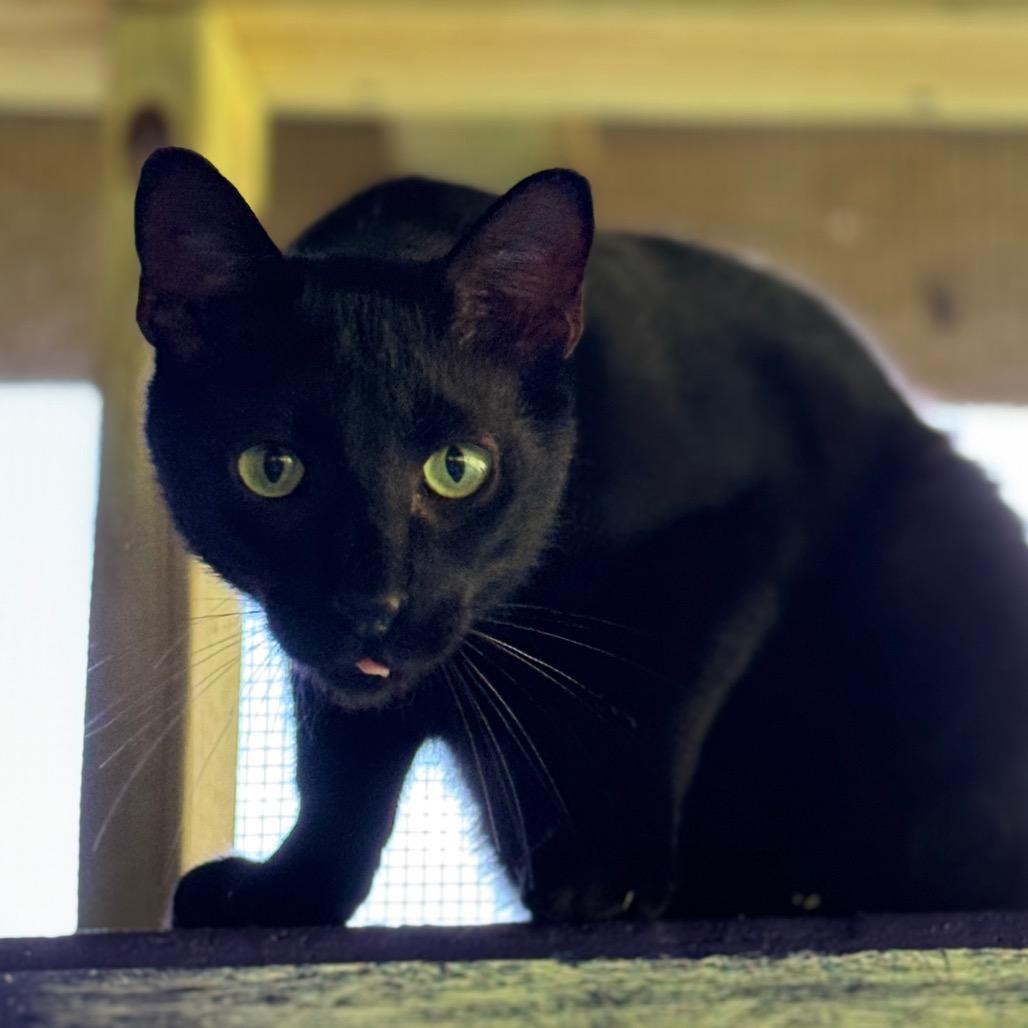 Enlarge Banjo, a Adoptable Domestic Short Hair in Blairsville, GA image 2/6