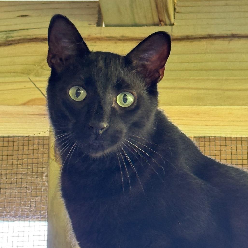 Enlarge Banjo, a Adoptable Domestic Short Hair in Blairsville, GA image 3/6