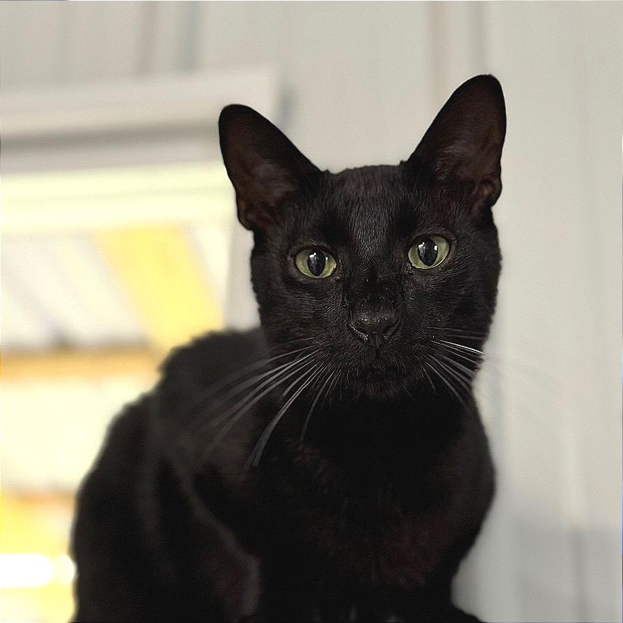 Enlarge Banjo, a Adoptable Domestic Short Hair in Blairsville, GA image 4/6