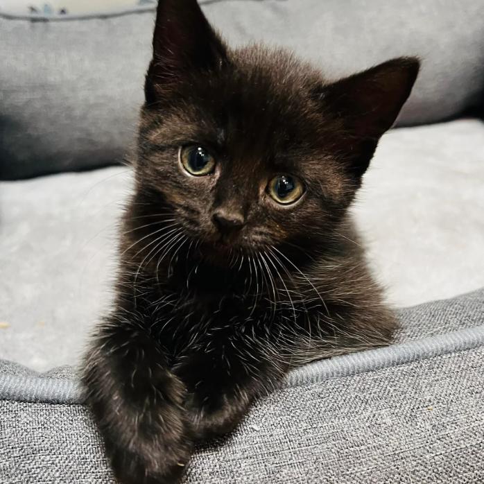 Banjo, a Adoptable Domestic Short Hair in Blairsville, GA image 2/2