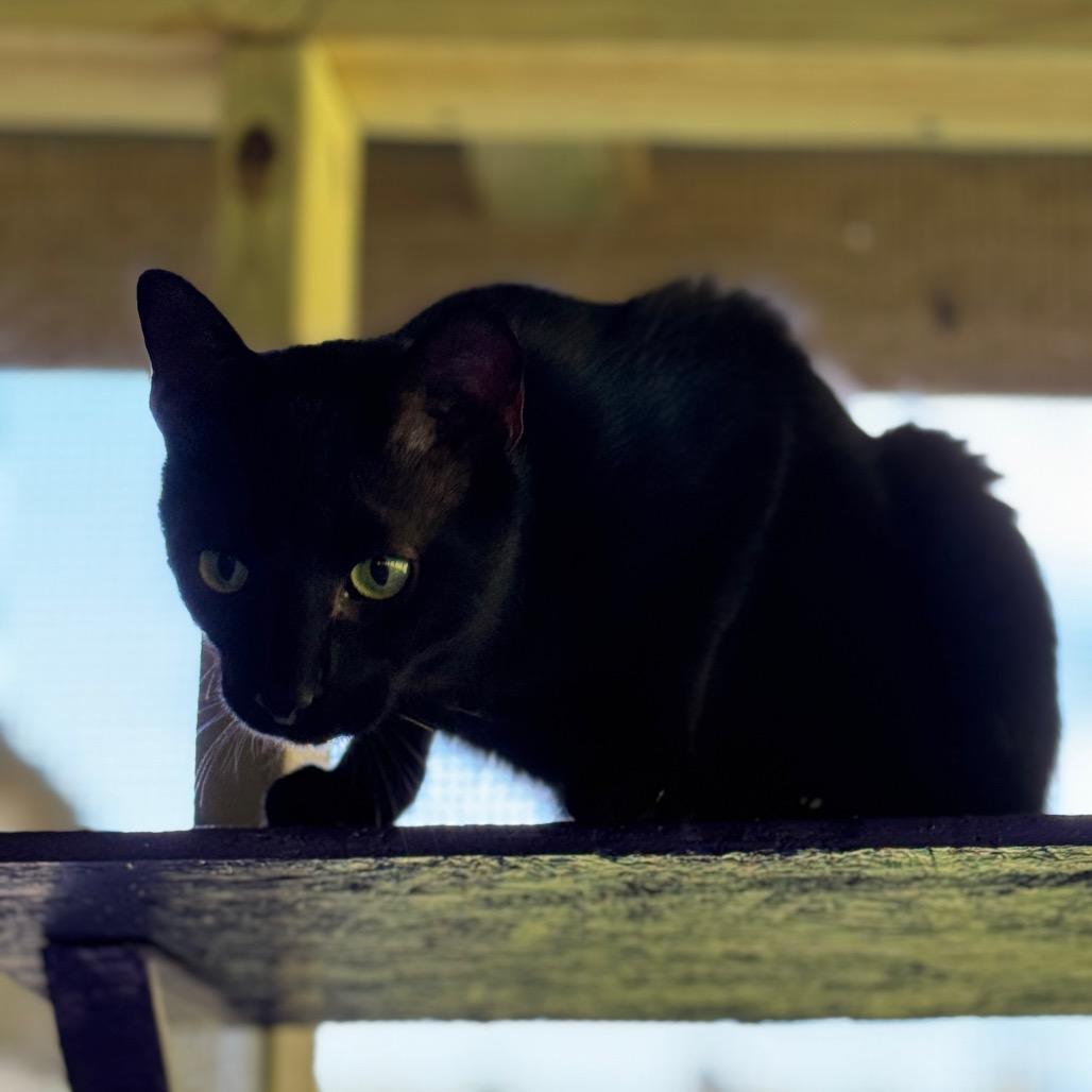 Enlarge Banjo, a Adoptable Domestic Short Hair in Blairsville, GA image 6/6