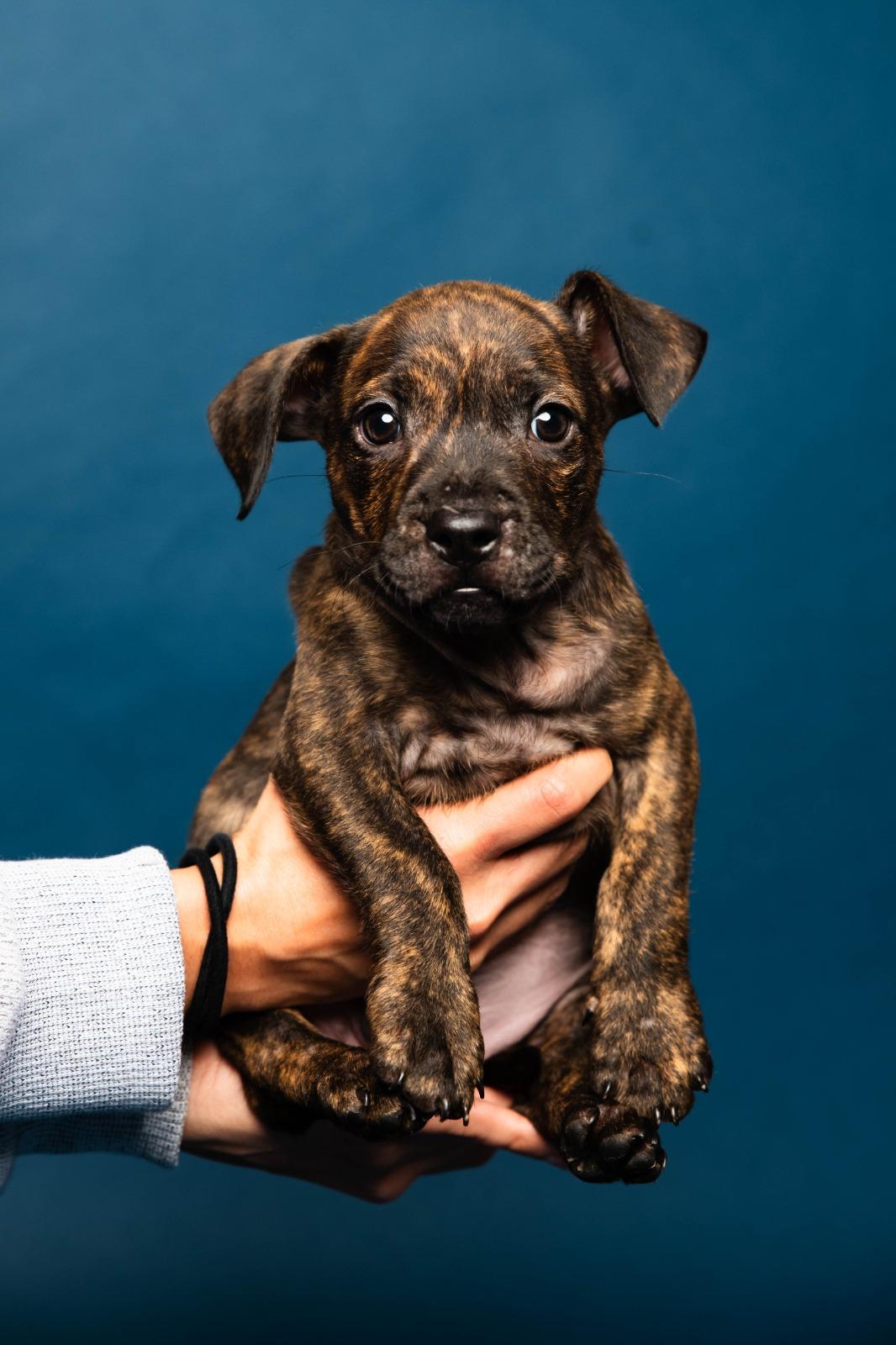 Enlarge Martin, an adopted Mixed Breed in Kissimmee, FL image 1/2