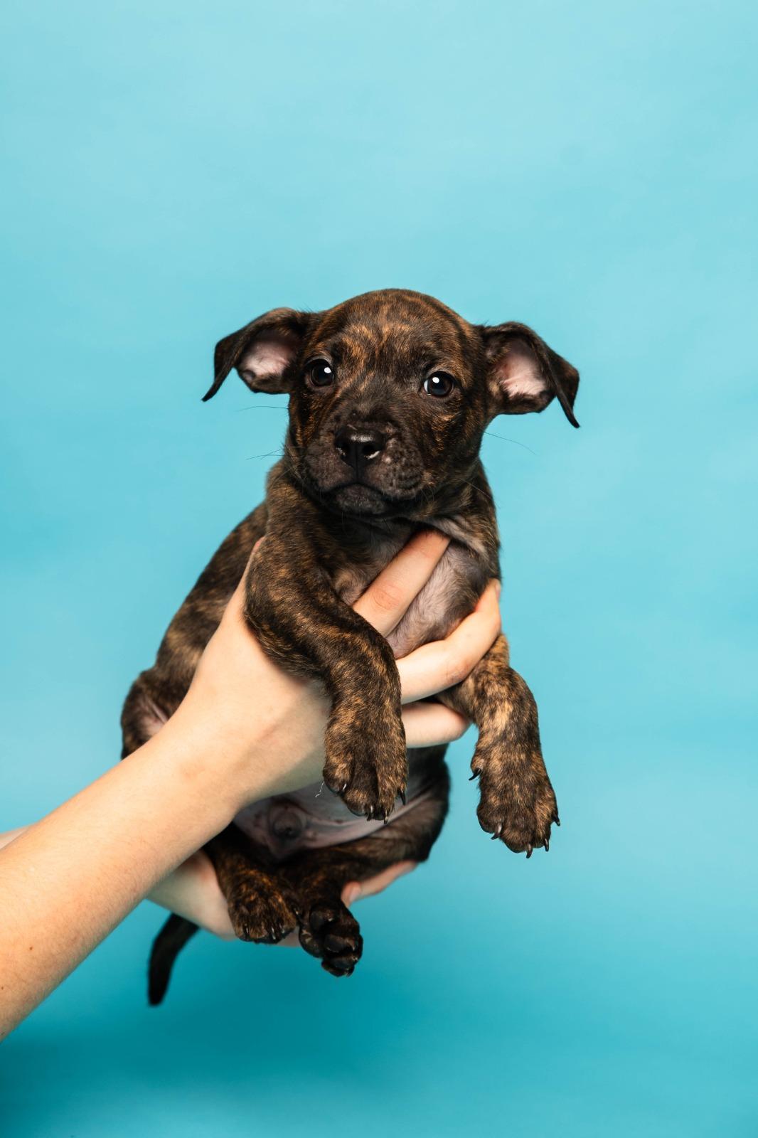 Enlarge Martin, an adopted Mixed Breed in Kissimmee, FL image 2/2