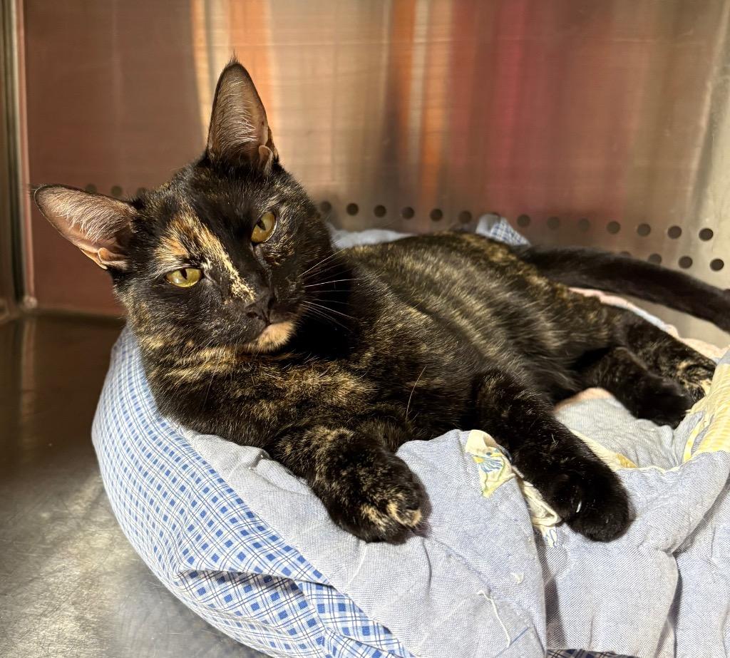 Enlarge Darleene NM, a Adoptable mixed breed in Fort Lupton, CO image 1/4