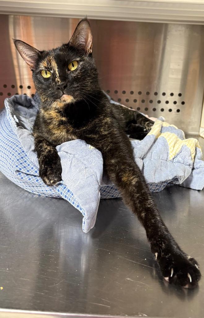 Enlarge Darleene NM, a Adoptable mixed breed in Fort Lupton, CO image 2/4